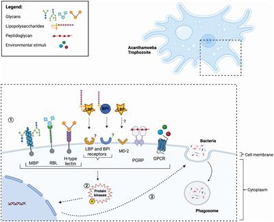 Unravelling mechanisms of bacterial recognition by Acanthamoeba: insights into microbial ecology and immune responses